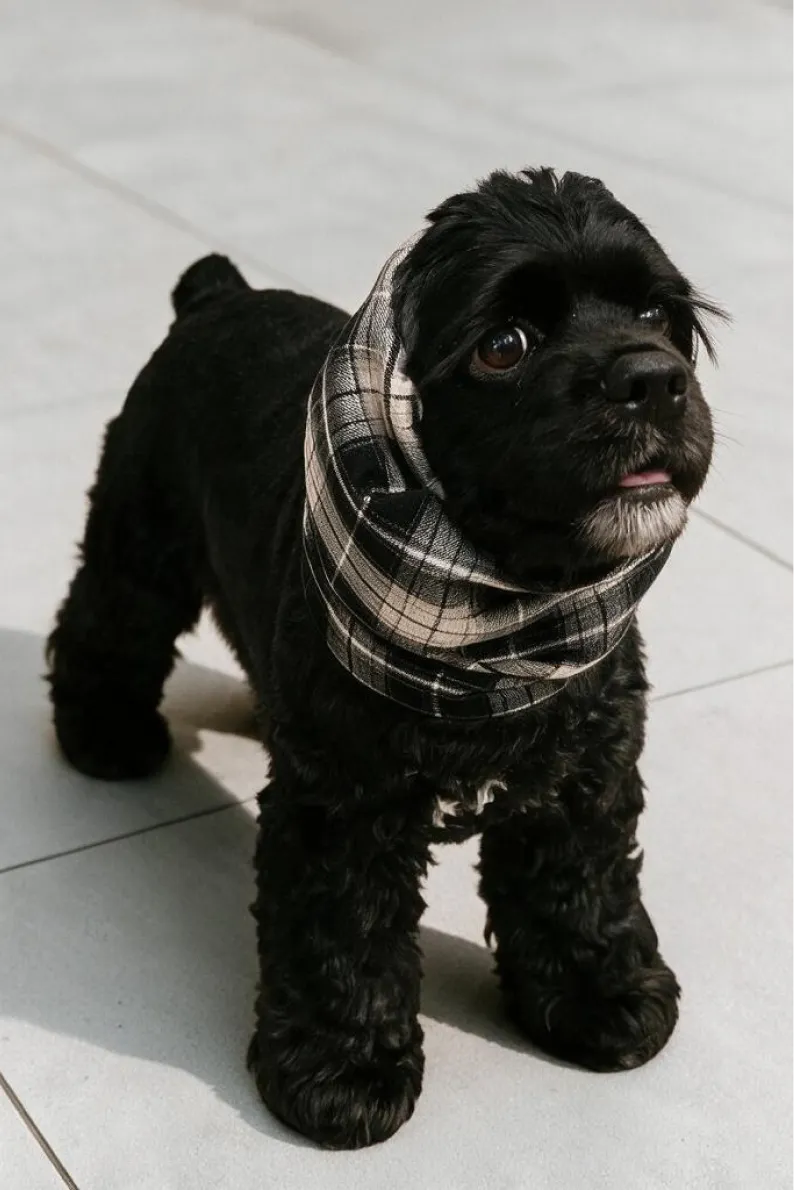 黒の犬がカメラ目線でJelimのスヌードを着用。